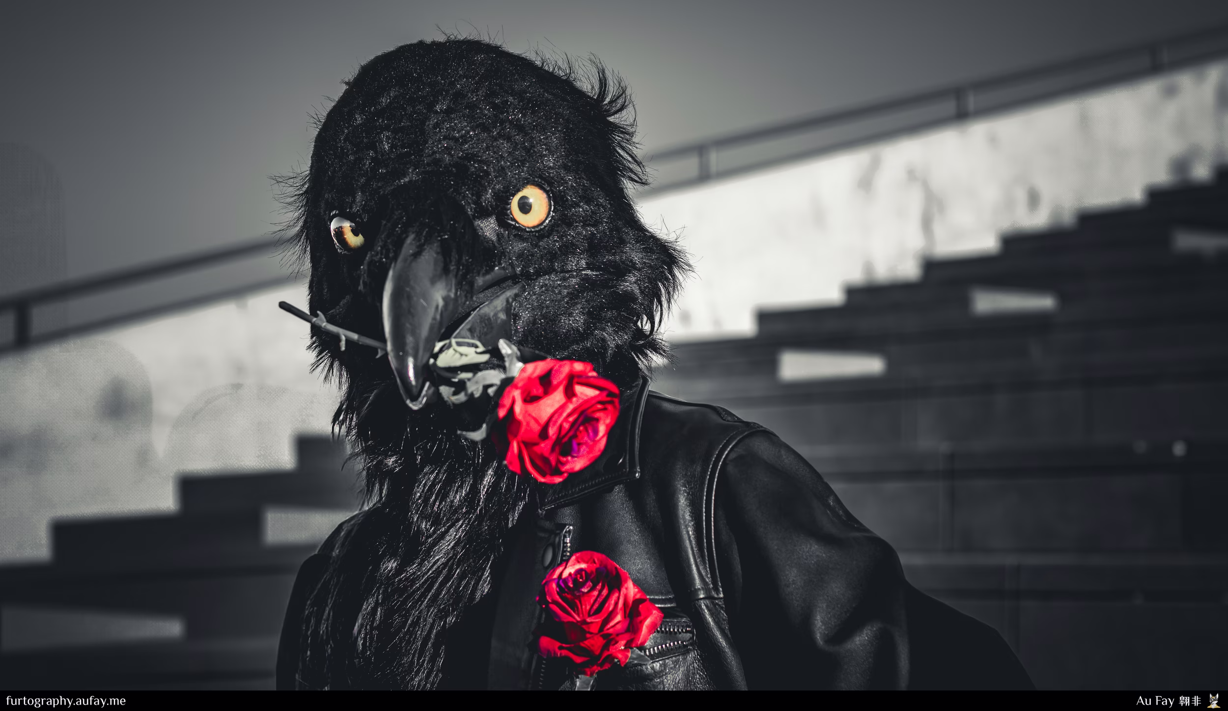 2024-10-19 - Razar the Raven - PawGoda (San Francisco, CA)